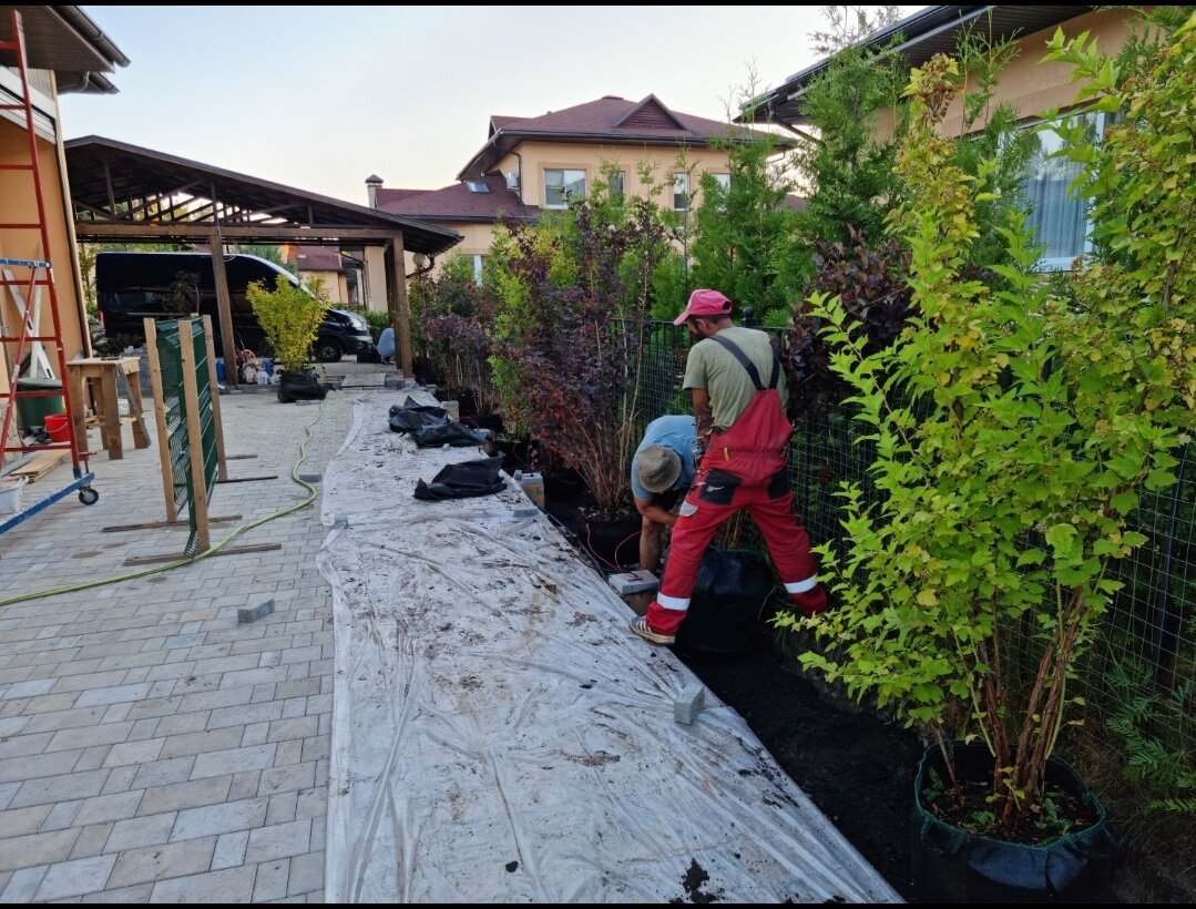 Высадка и посадка растений "Оазис Групп" oasis-landscape.ru