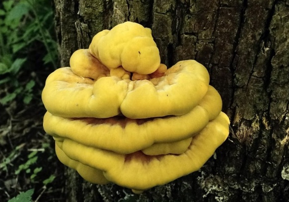 Поднимаем взгляд от земли! Трутовик серно-желтый — он удивит вас ...