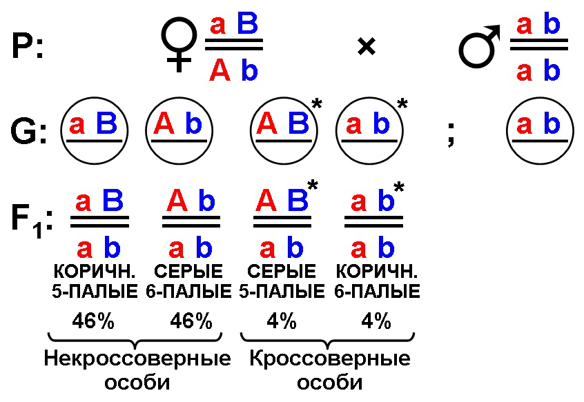 Решение задач по генетике