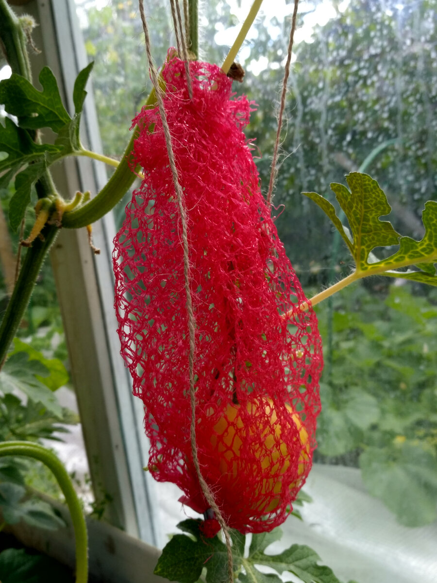 Вот он такой долгожданный арбузик! Он ещё маленький, но такому малышу обязательно нужна люлька, там он будет набираться сил, расти. Сорт жёлтого арбуза "Подарок солнца". Действительно как солнышки!