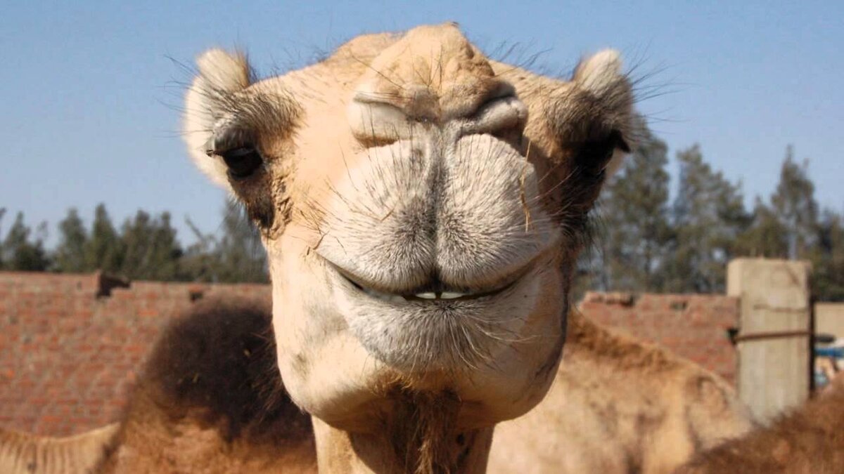 Фото: youtube.com