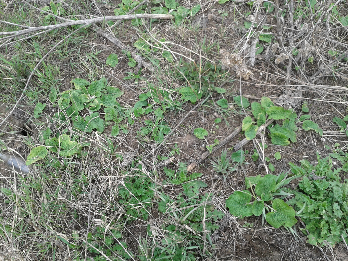 Полянка-делянка..