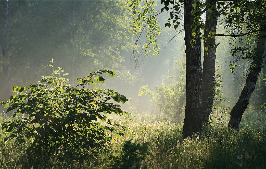 (изображение из открытых источников)