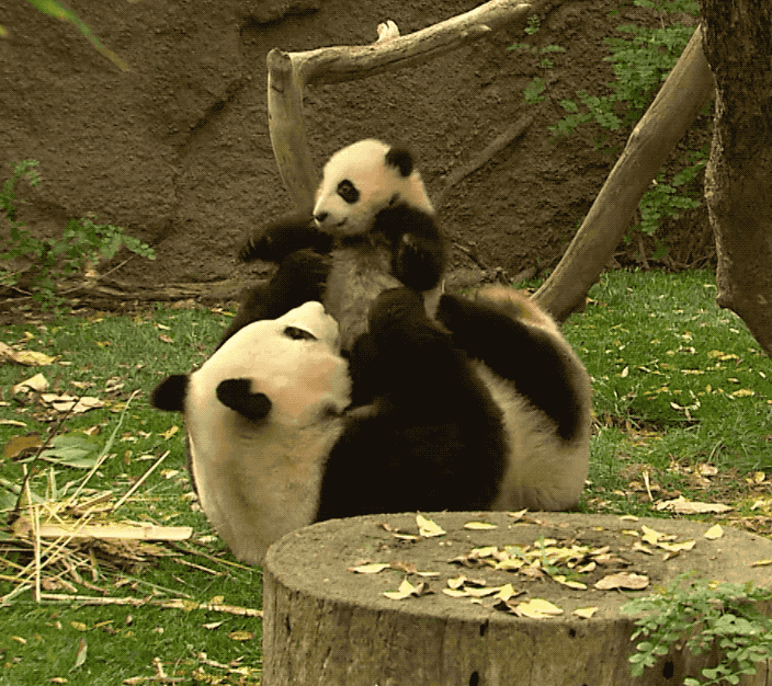 Веселая Панда. Забавные панды. Панда гифки. Танцующая Панда.
