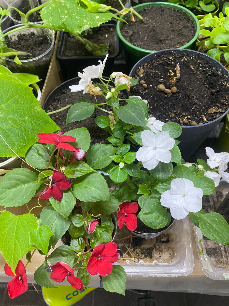 Бальзамин или Ванька Мокрый