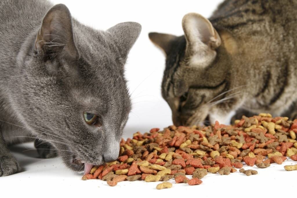 Кормить кошку натуральной пищей можно, но собрать сбалансированный рацион довольно сложно. Придется тратить время на приготовление смесей продуктов, с оптимальным соотношением белка, злаков, витаминов.-2