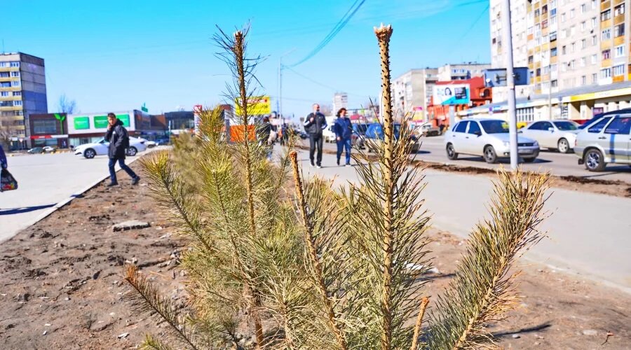 Фото: «Бийский рабочий»Видео: «Бийское телевидение»