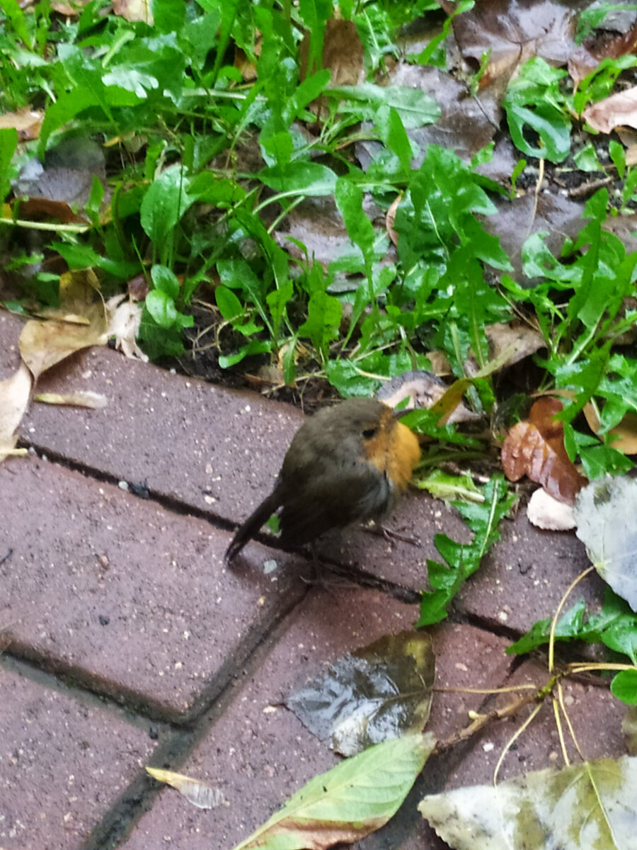 Птичка Малиновка