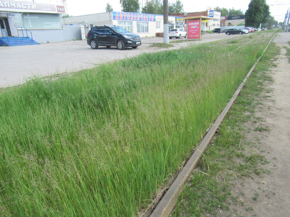 Высокая трава, путей не видно местами