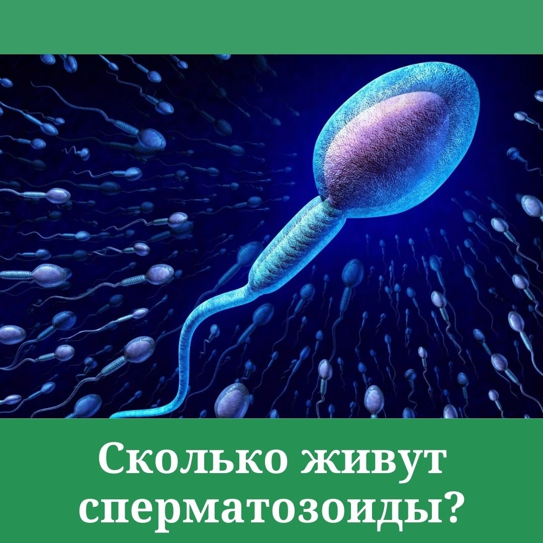 Как долго сперма живет на воздухе? А в банке и на простыне?