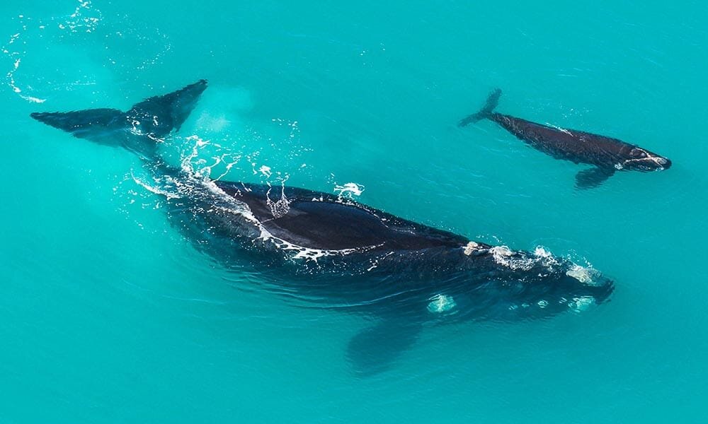    Самка южного гладкого кита и ее детеныш у берегов Австралии / ©wwf.org.au