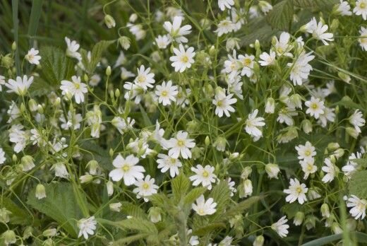 Сорняки мокрица. 