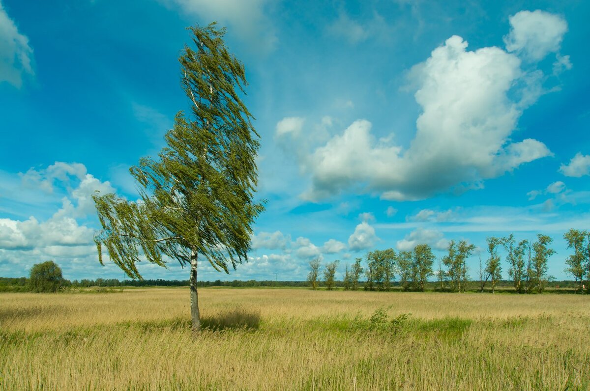 Береза в поле картинки