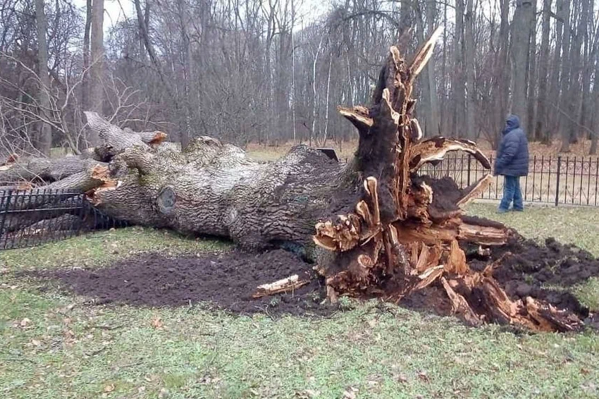     В России клонировали 200-летний "Тургеневский дуб"