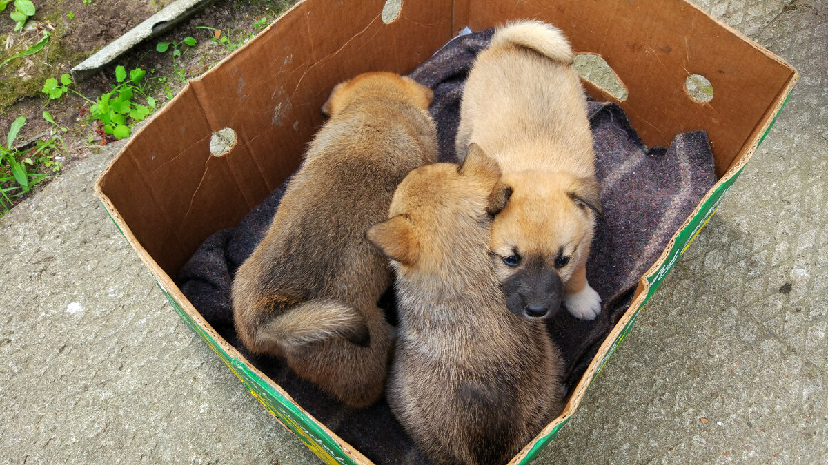 Щенки в коробочке