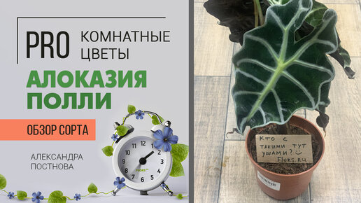 下载视频: Алоказия Полли - крокодильчик с капризным характером. Комнатное растение для ценителей красоты.