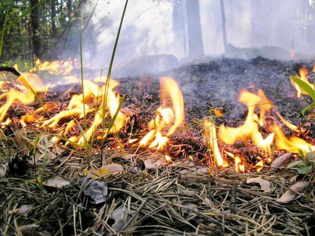 В Тверской области сохраняется высокая пожарная опасность