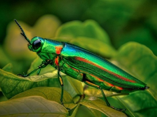 Как узнать что за насекомое по фото бесплатно