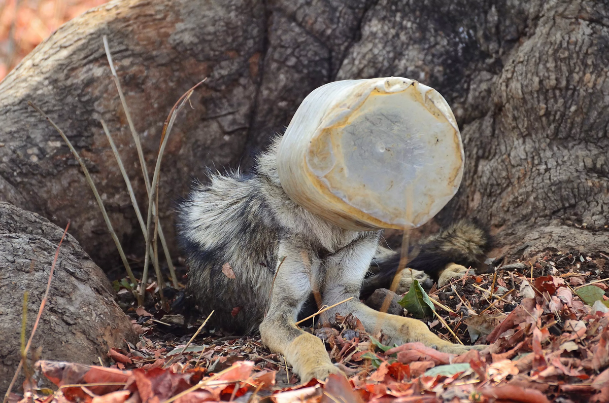 Фото из свободных источников.