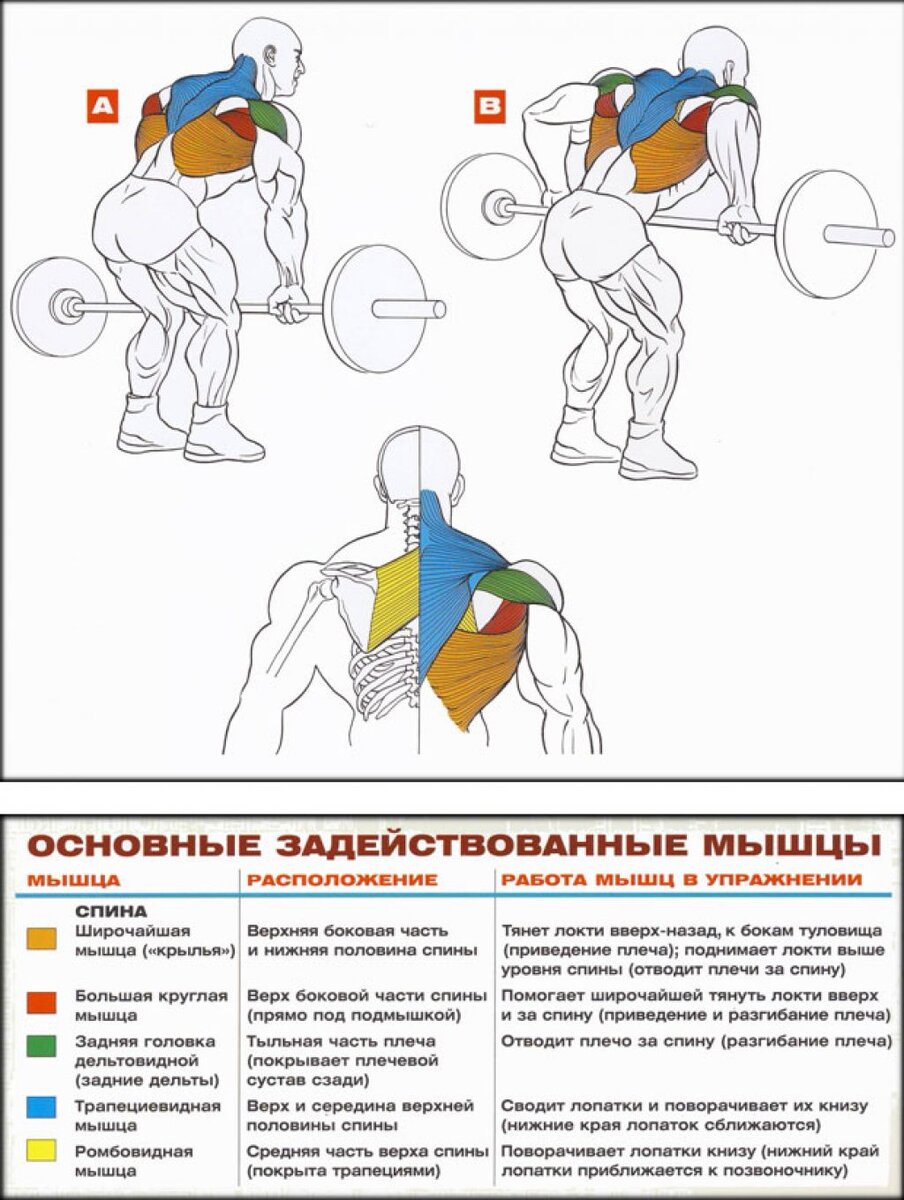 Как накачать широкую спину | Транспортный каркас | Дзен