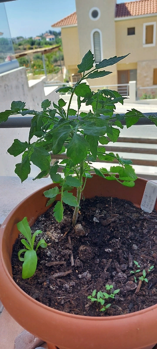 Если горшок не слишком маленький, можно сочетать различные культуры. Например, в этом горшке растёт балконный сорт томата, календула и петрушка - растения неагрессивные, друг друга забивать не будут