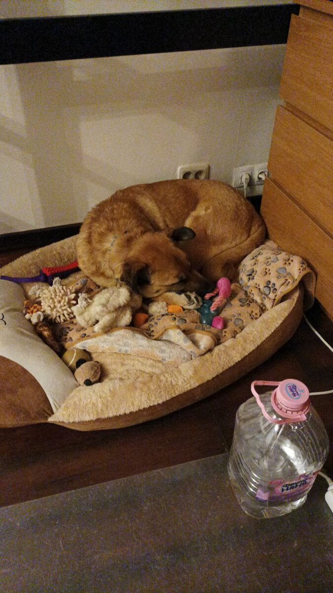 Вот Рыжик. Да, фото не пиарная, но ему она не нужна