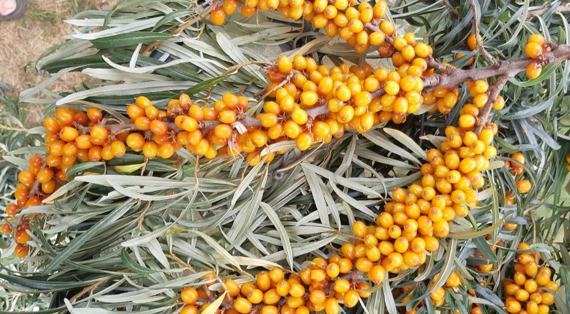 фото 3 -смотрите какая красивая