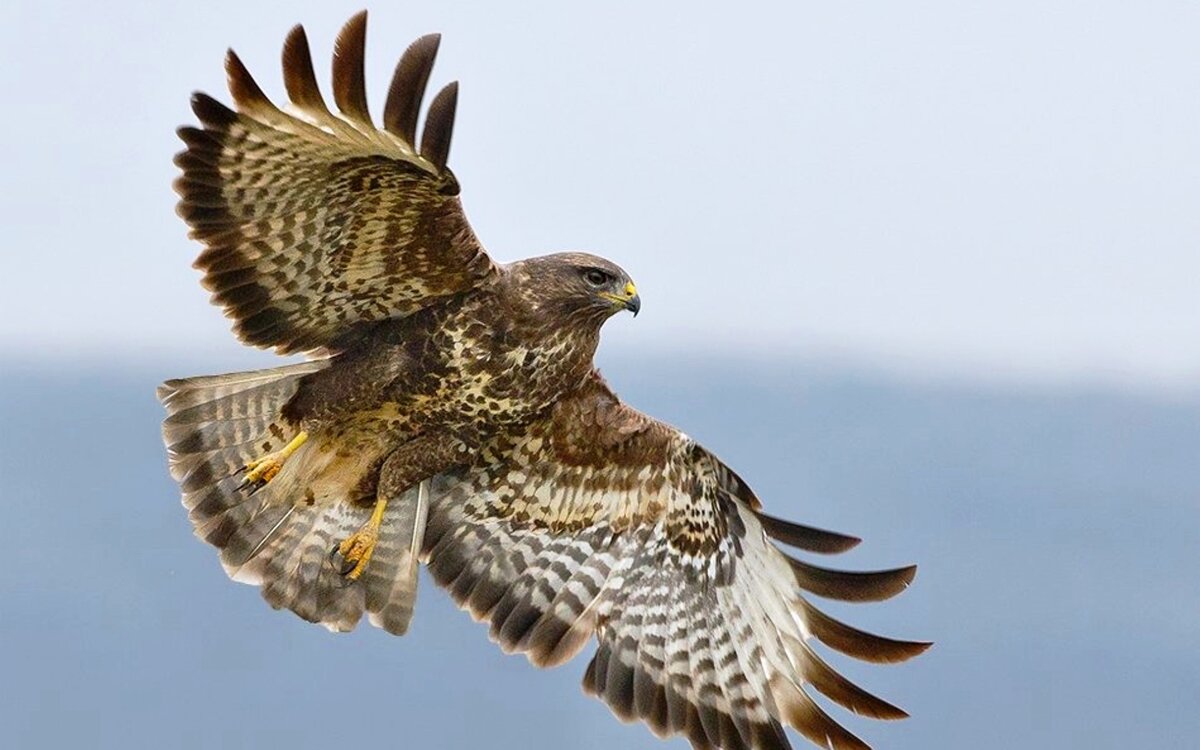 Изображение взято из открытого источника Яндекс-Картинки