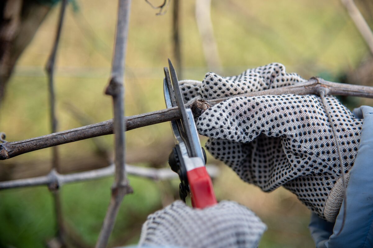     Нужно ли обрезать виноград на зиму и как правильно это делать