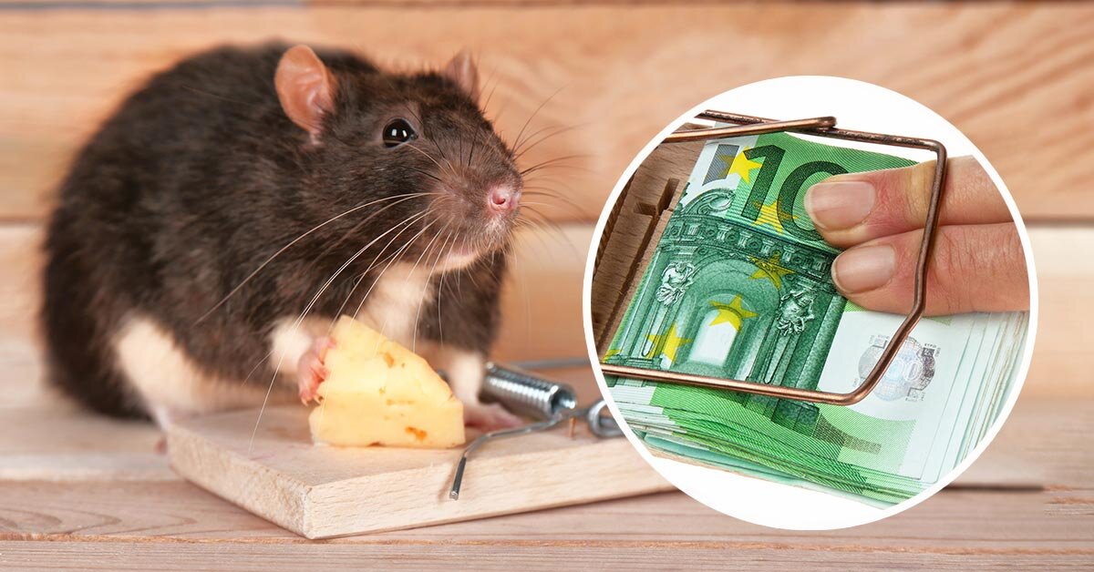Что едят мыши на самом деле? Порой эти грызуны оказываются незваными гостями на территории чьих-либо дачи, кладовки, загородного дома, погреба или амбара.