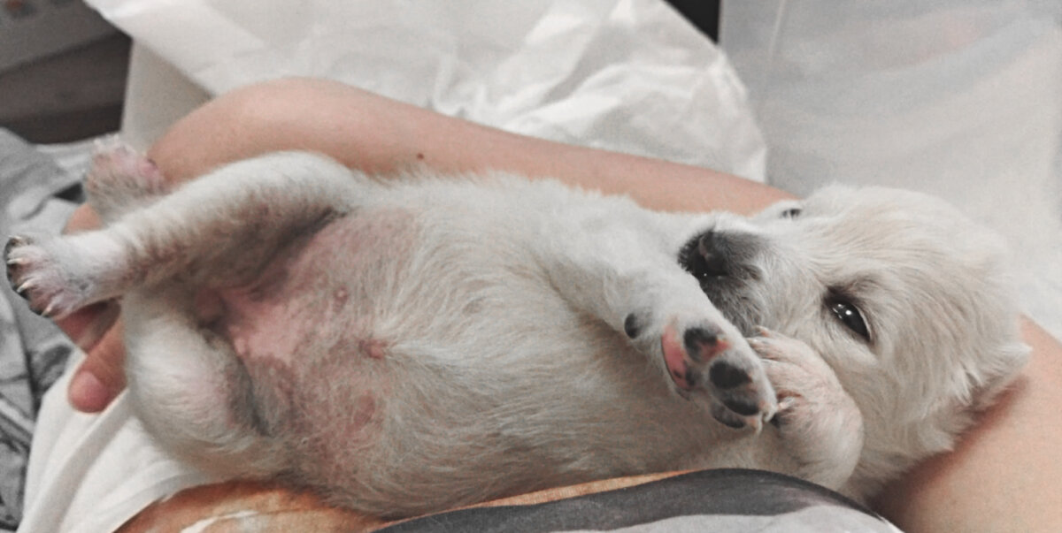 Теша, та самая девочка из помета истощенных щенков. Очень залипательная малышка))