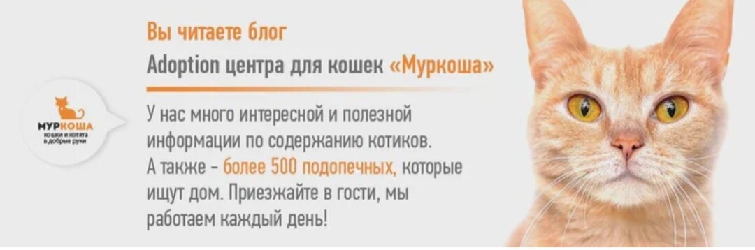 Наш приют – самый большой частный приют в Европе