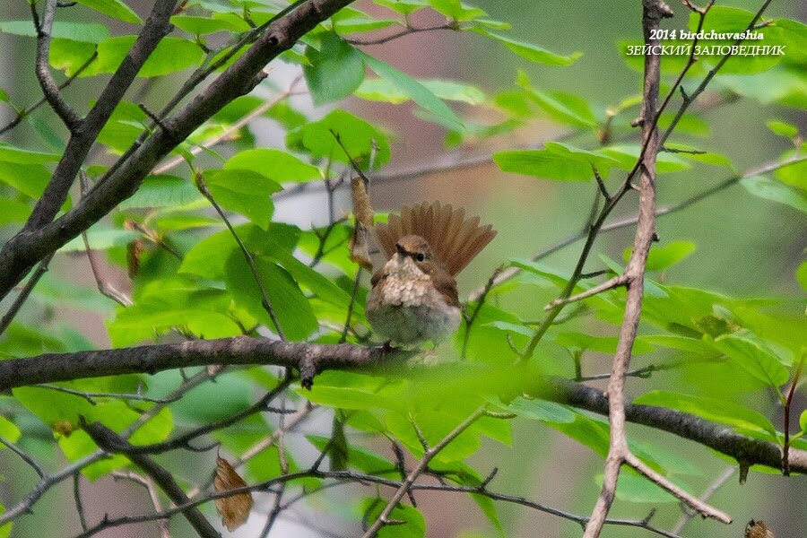 Изредка любит строить из себя павлина. Неплохо получается.