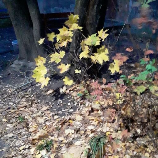 (Ленинградская обл., Гатчинский р-н, пос. Дружная Горка.