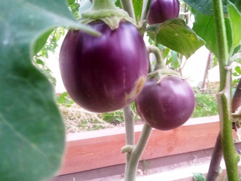 Баклажаны Буржуй F1 агрофирмы «Седек»созревают в теплице