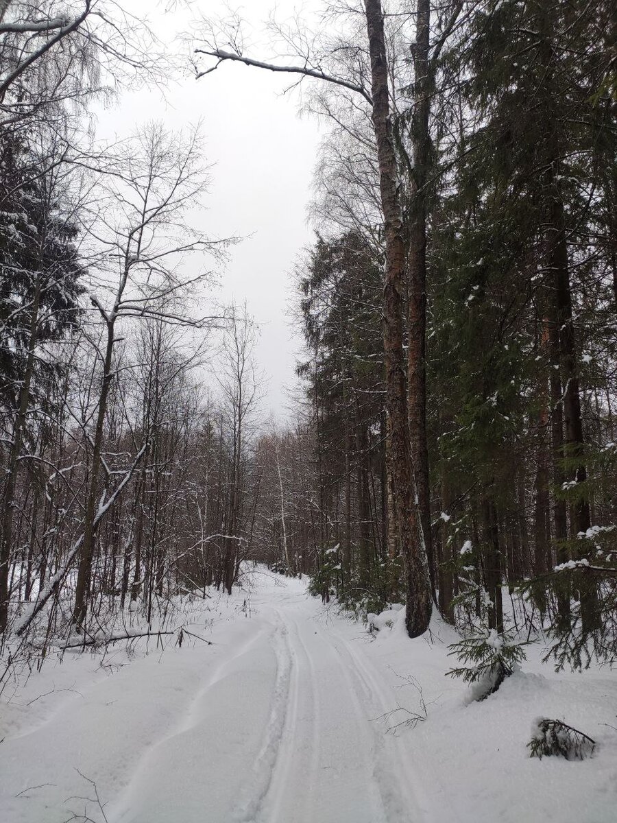 По дороге к Царской ёлке