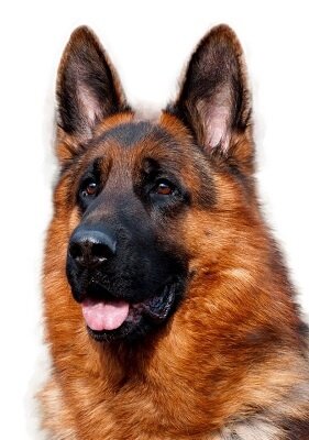 так выглядит черная маска у немецкой овчарки