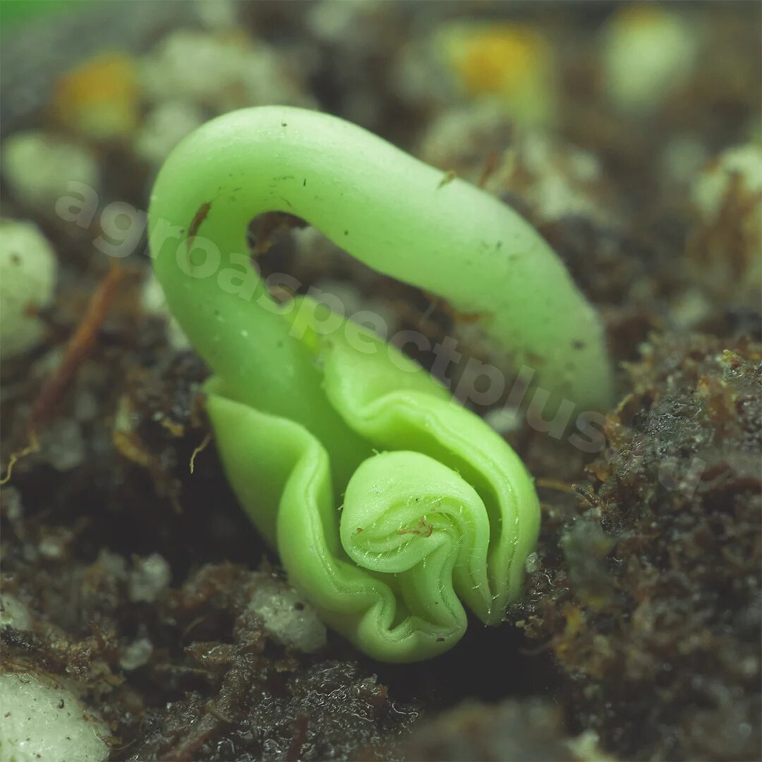 Всход бамии