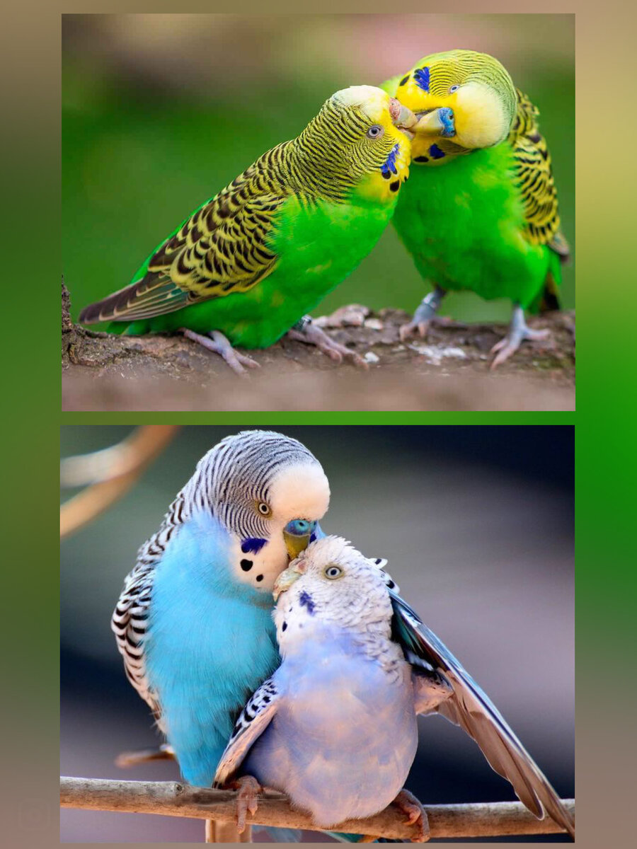 Волнистые попугаи