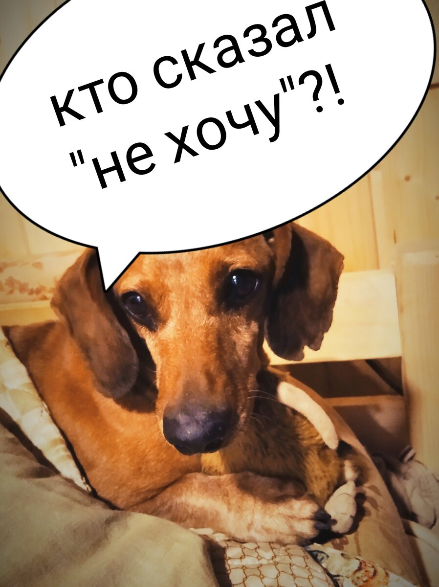 Филя любит корм! Филя хочет корм! 