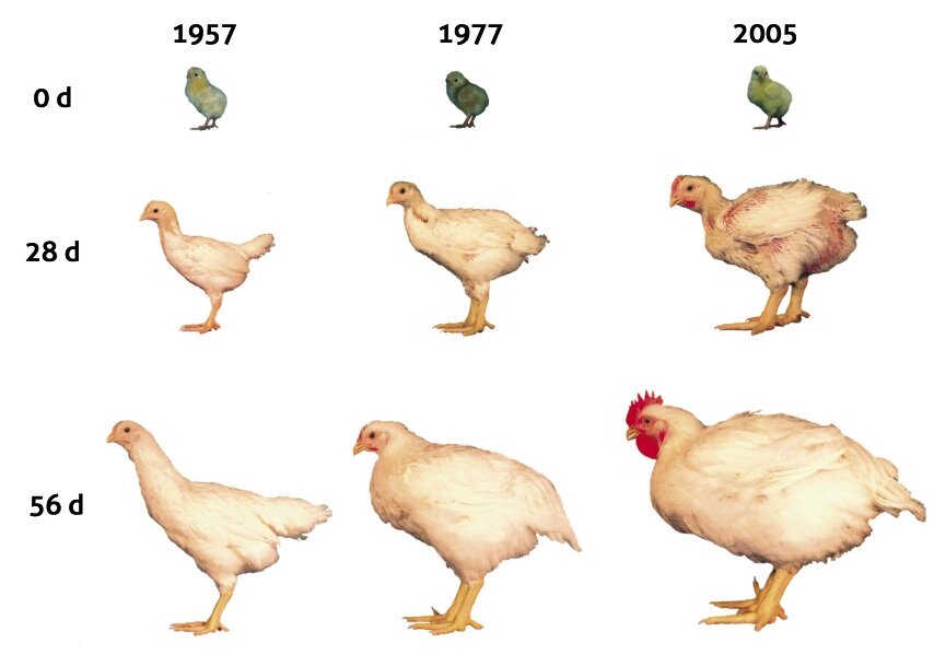 Источник www.storyblocks.com