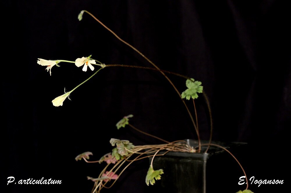 Что-то не совсем привлекательное для привычного цветовода. Но очень интересное! Фото Елены Иогансон