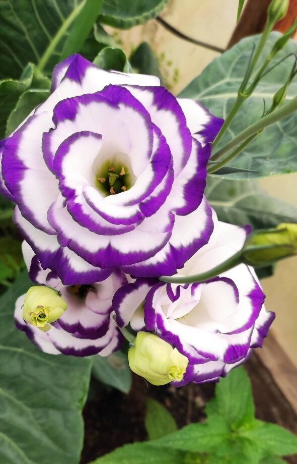 Моя красавица