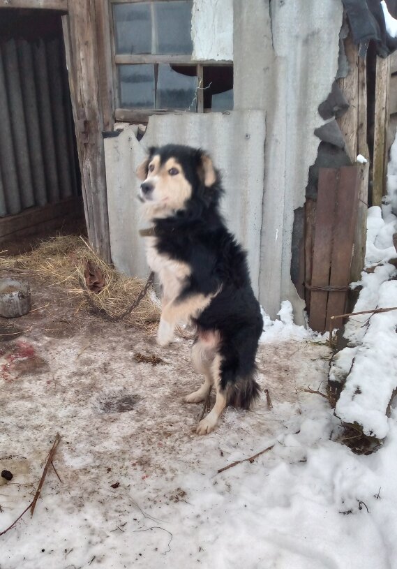 А это наш пёсик Рэй. Достался от старых хозяев