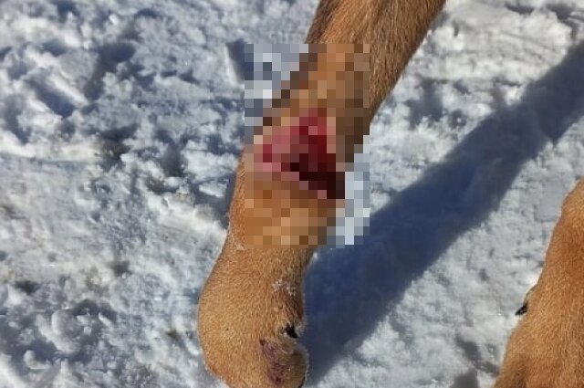    Фото: Инициативная группа по защите животных г. Твери