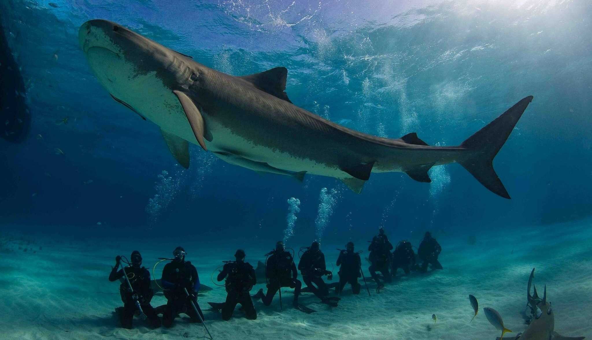 Catalina five 0 tiger shark