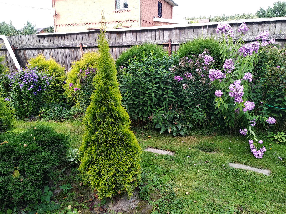 Туя западная Еллоу Риббон (Thuja occidentalis Yellow Ribbon)