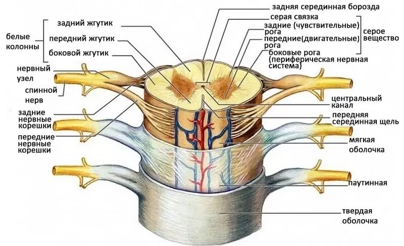 Анатомия и физиология позвоночника