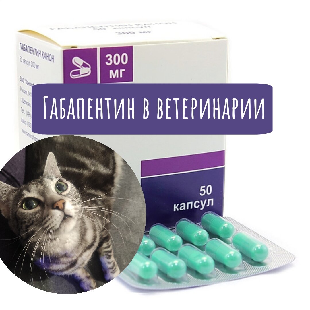 габапентин 300 мг для кошек