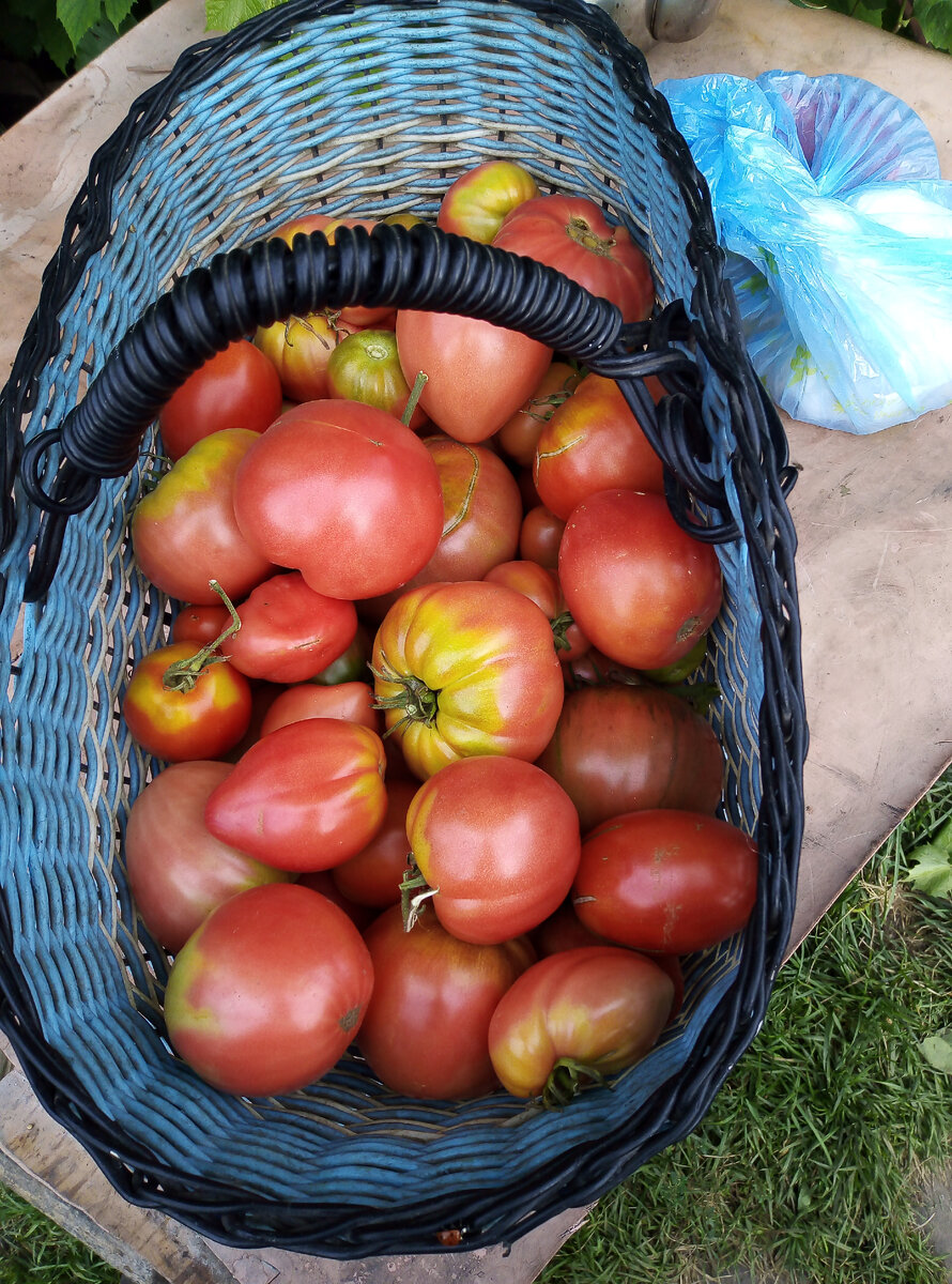 Мои помидорчики сорта -вкусненькие